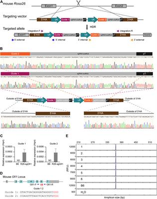 sgRNA Knock-in Mouse Provides an Alternative Approach for In Vivo Genetic Modification